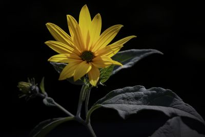 菊芋花