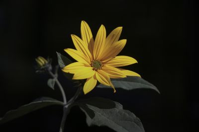 菊芋花