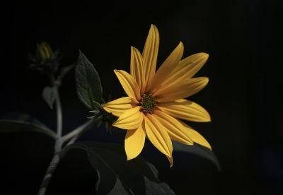 菊芋花
