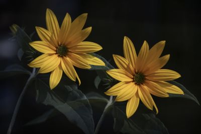菊芋花