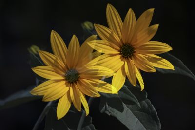 菊芋花