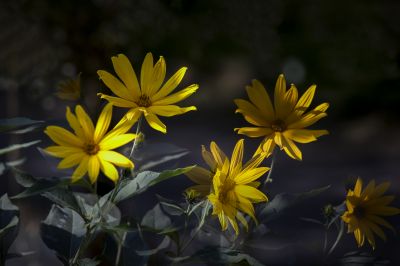 菊芋花