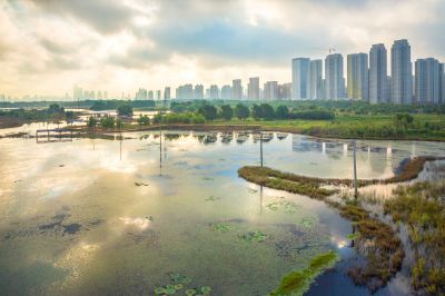 晨雾中的外滩湿地