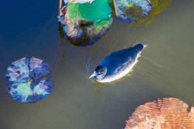 大剧院江畔滨水大道花海