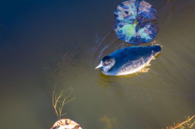 大剧院江畔滨水大道花海