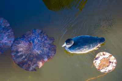 大剧院江畔滨水大道花海