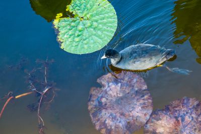 大剧院江畔滨水大道花海