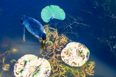 大剧院江畔滨水大道花海