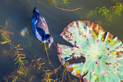 大剧院江畔滨水大道花海