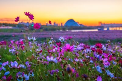 大剧院江畔滨水大道花海