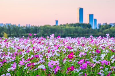 大剧院江畔滨水大道花海