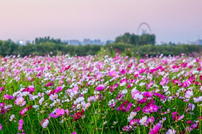 大剧院江畔滨水大道花海