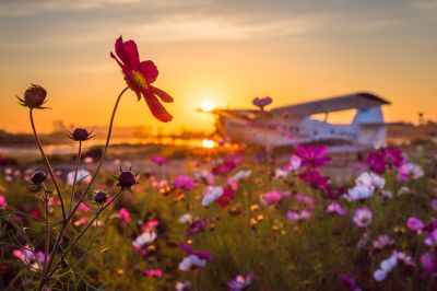 大剧院江畔滨水大道花海