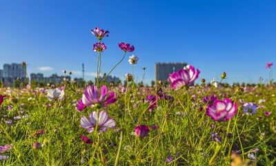 大剧院格桑花海湿地