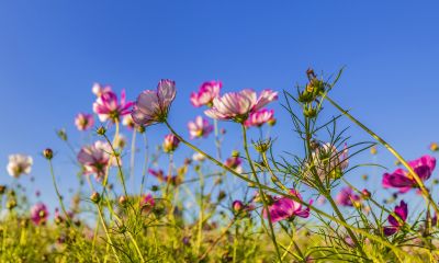 大剧院格桑花海湿地
