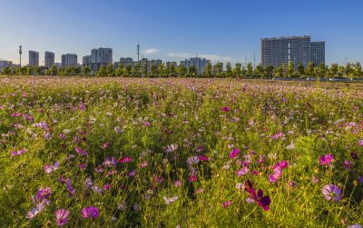 大剧院格桑花海湿地