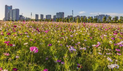 大剧院格桑花海湿地