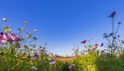 大剧院格桑花海湿地