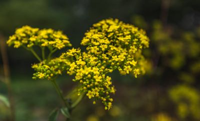 黑龙江省森林植物园