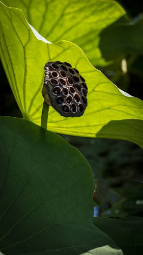 秋荷