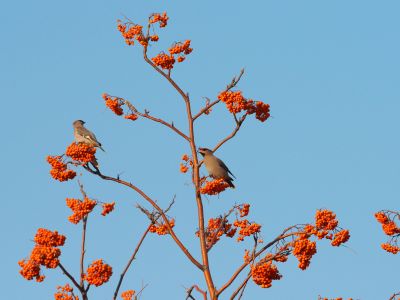 太平鸟栖息花楸树