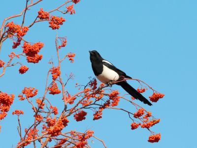 喜鹊登枝