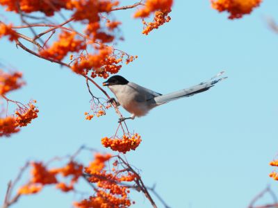 喜鹊登枝