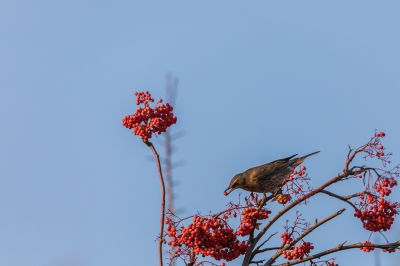 红尾鸫鸟