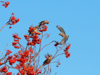 太平鸟栖息花楸树觅食