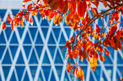 哈尔滨音乐厅的秋韵之美