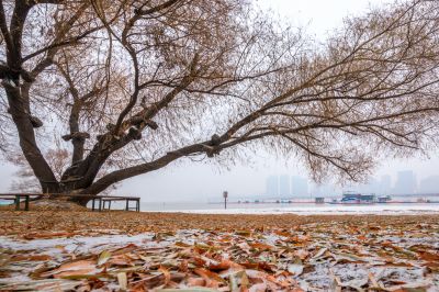 哈尔滨初雪的太阳岛