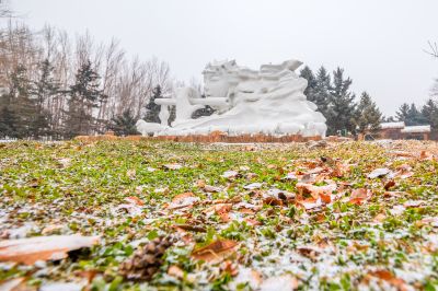 哈尔滨初雪的太阳岛