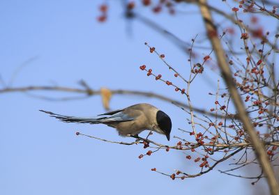 灰喜雀