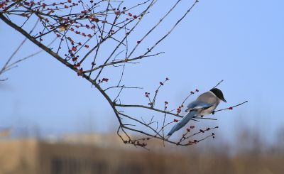 灰喜雀