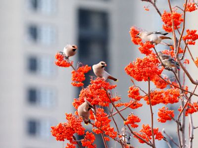 太平鸟在花楸树觅食精彩瞬间