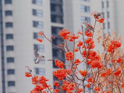 太平鸟在花楸树觅食精彩瞬间