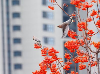 太平鸟在花楸树觅食精彩瞬间