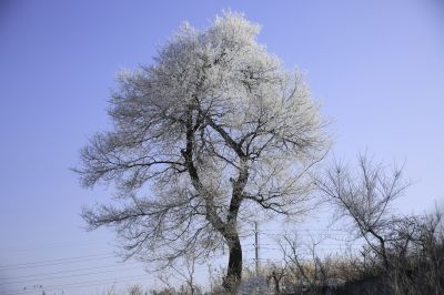 何家沟雾凇