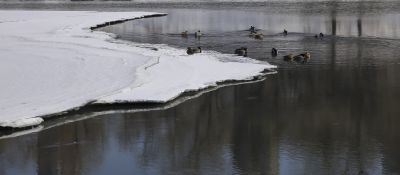 何家沟野鸭