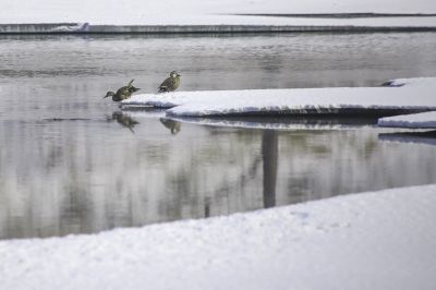 何家沟野鸭