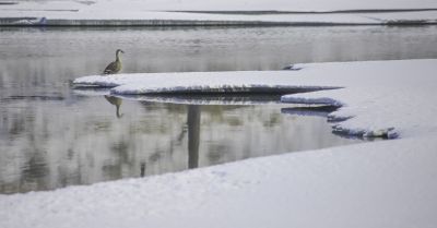 何家沟野鸭