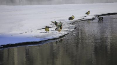 何家沟野鸭