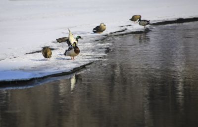 何家沟野鸭