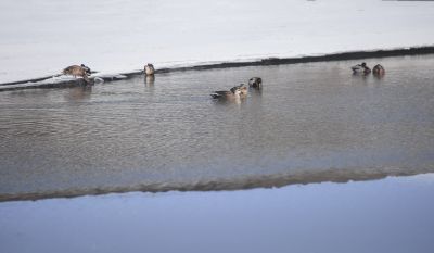 何家沟野鸭