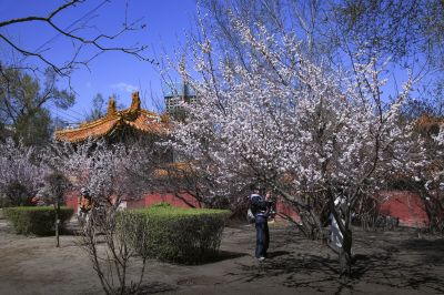 春季哈尔滨文庙