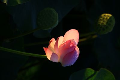 湿地风光