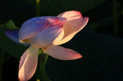 湿地风光