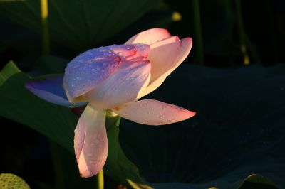湿地风光