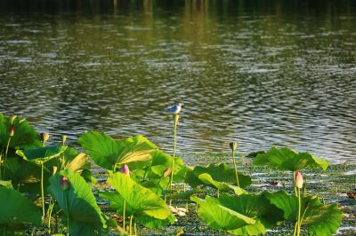 湿地风光