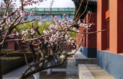 哈尔滨文庙的春天